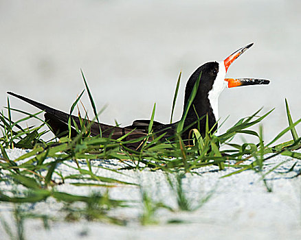 黑色,剪嘴鸥,巢穴,警惕,黑剪嘴鸥,墨西哥湾,佛罗里达