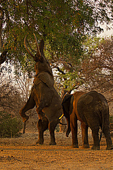 非洲象,后腿站立,进食,树,津巴布韦,非洲
