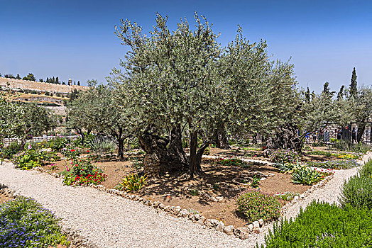 橄榄树,花园,耶路撒冷,以色列