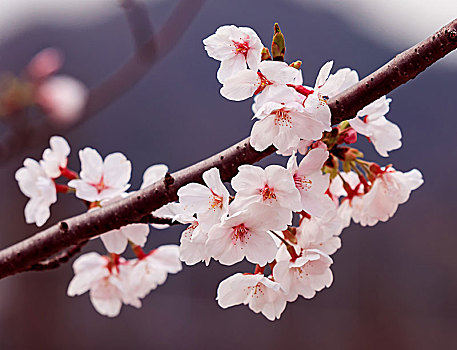 春季开放的樱花