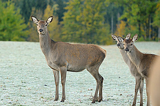 一组红鹿,马鹿,站立在领域,对相机寻找,巴伐利亚,德国