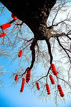 树上挂满了红色的灯笼