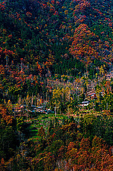 高山人家