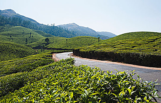 道路,通过,茶园,喀拉拉,印度