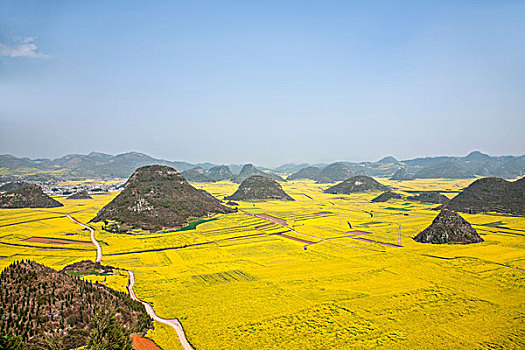 云南罗平金鸡峰下的油菜花