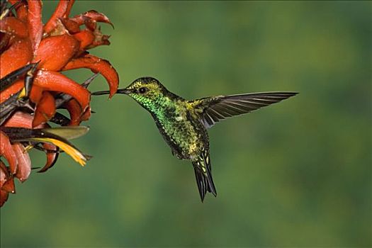 西部,蜂鸟,花,安第斯山,厄瓜多尔