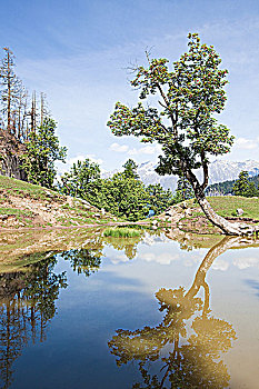 树,湖,靠近,马纳里,高处,山谷,喜马偕尔邦,印度
