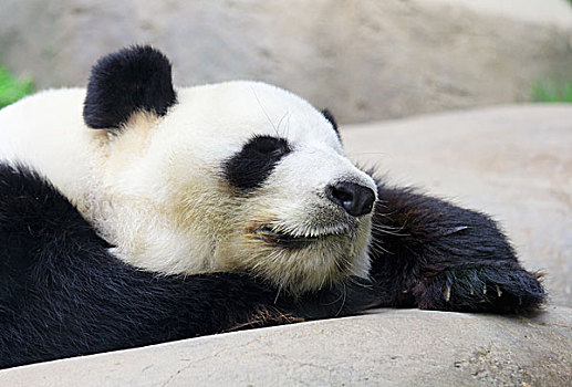 睡觉,熊猫