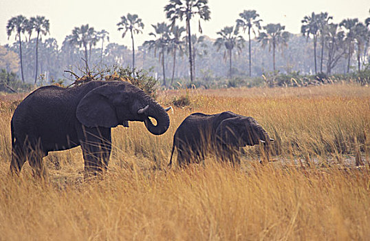 非洲,博茨瓦纳,非洲象
