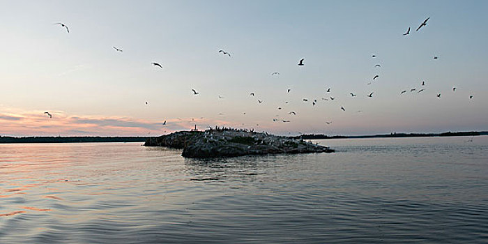 鸟,飞翔,上方,湖,木头,安大略省,加拿大