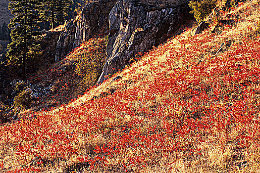 盐肤木,秋天,斜坡,靠近,分界线,区域,不列颠哥伦比亚省,加拿大