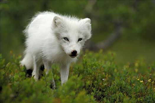 北极狐,挪威北部,斯堪的纳维亚,欧洲