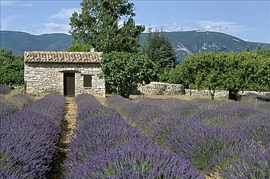 农舍,薰衣草,地点,普罗旺斯,法国