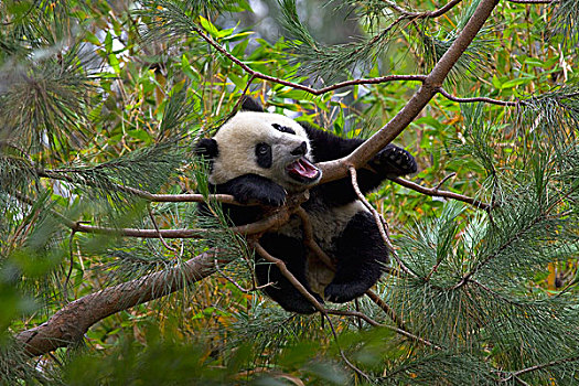 大熊猫,幼兽,哈欠,树上,中国