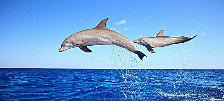 海湾群岛,洪都拉斯,宽吻海豚,跳跃,加勒比海