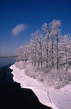 白霜,树,渥太华河,安大略省,加拿大