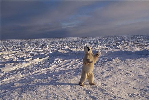 北极熊,站立,丘吉尔市,曼尼托巴,加拿大