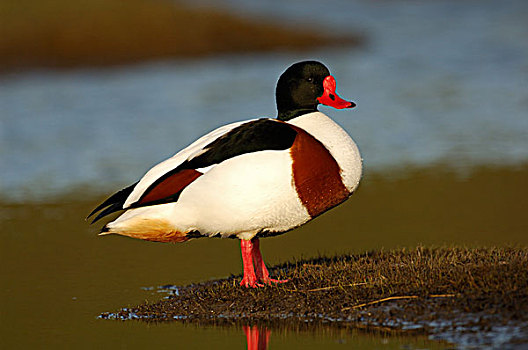 普通,雌麻鸭,翘鼻麻鸭,站立,湿地,荷兰