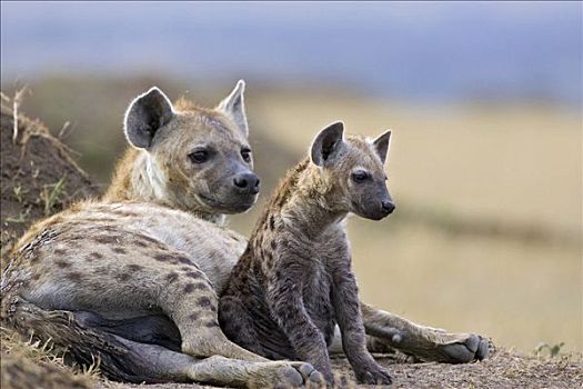 斑鬣狗,星期,老,幼兽,母兽,马赛马拉国家保护区,肯尼亚