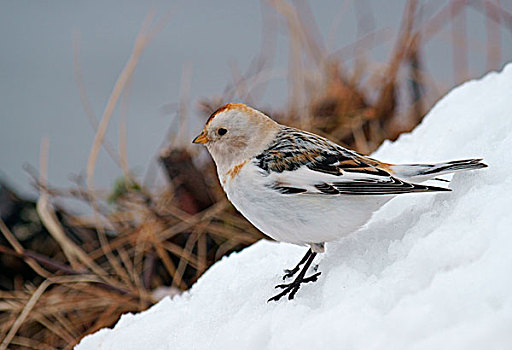 雪,颊白鸟,抵撞,雌性,库萨莫,芬兰,欧洲