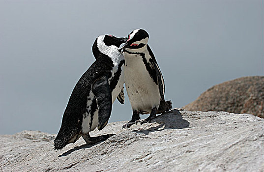 企鹅,两个,打扮,南非