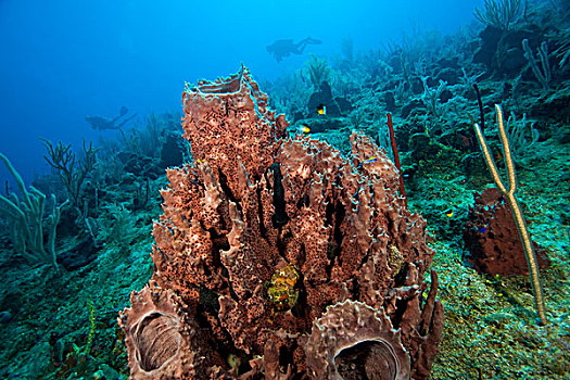 潜水,巨大,海绵,海湾群岛,洪都拉斯,中美洲