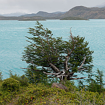 裴赫湖,托雷德裴恩国家公园,巴塔哥尼亚,智利