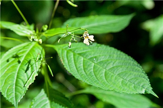 凤仙花属植物,植物,夏天