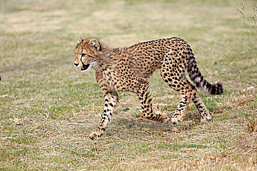 印度豹,猎豹,跑,西海角,南非,非洲