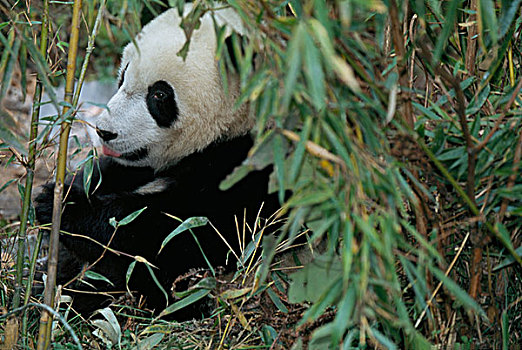 熊猫,幼兽,灌木,卧龙,四川,中国