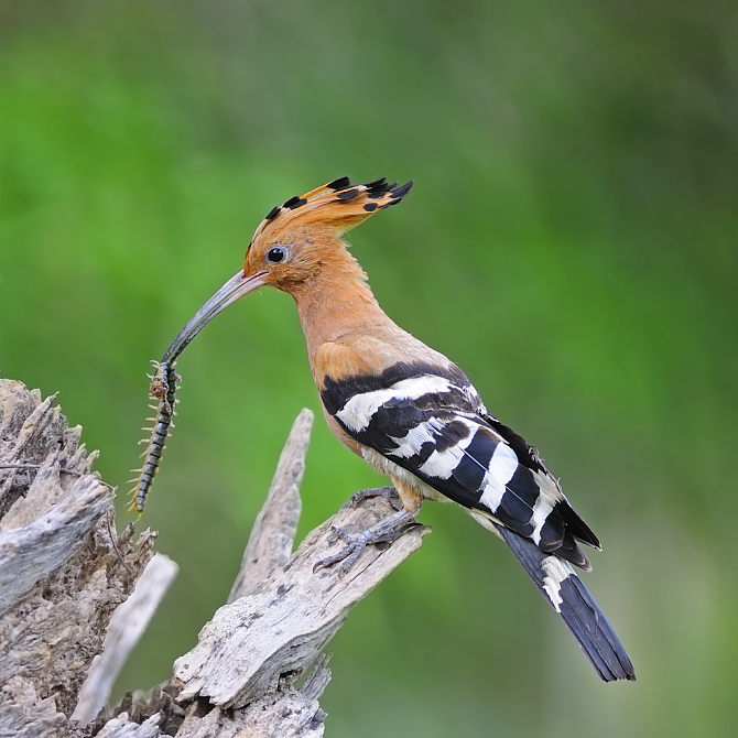 欧亚混血_戴胜鸟_漂亮_鸟_站立_枝条_高清图片_全景视觉