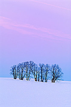 冬天,糖枫,树,黎明,安大略省,加拿大