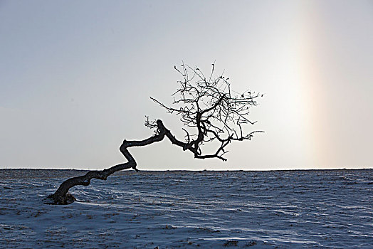 乌兰布统雪原的树
