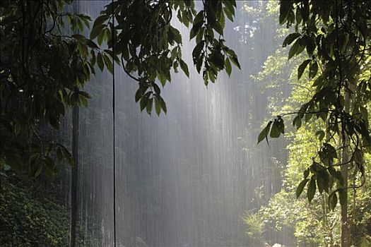 瀑布,雨林,新南威尔士,澳大利亚