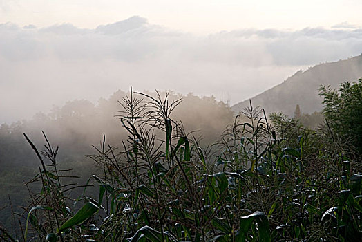 甜玉米,地点