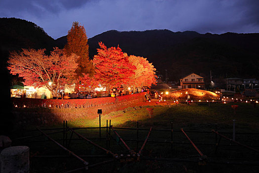 日本富士山河口湖枫叶