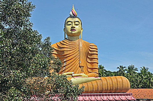 最高,佛,雕塑,庙宇,斯里兰卡,亚洲