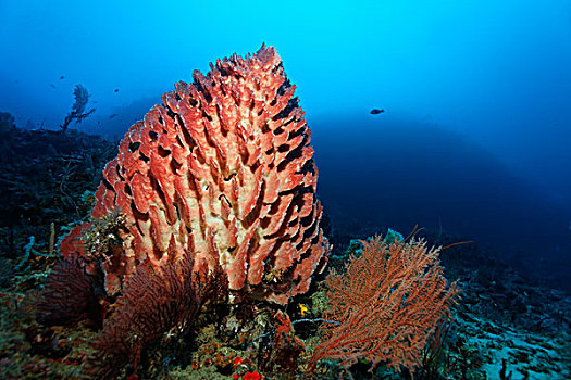 珊瑚,礁石,大堡礁,世界遗产,昆士兰,澳大利亚,太平洋
