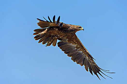 茶隼,鹰,飞行,马赛马拉国家保护区,肯尼亚,非洲