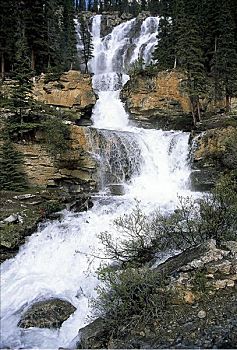 瀑布,树,石头,国家公园,艾伯塔省,加拿大,北美