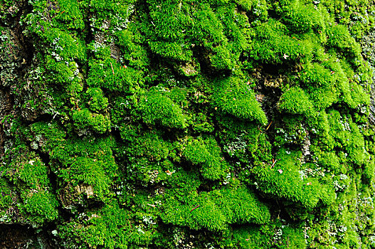 苔藓,树上,瑞典