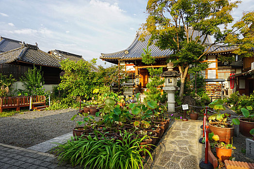 日本京都大莲寺