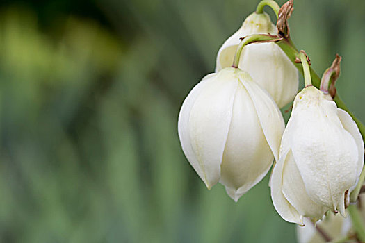 美丽的植物凤尾丝兰