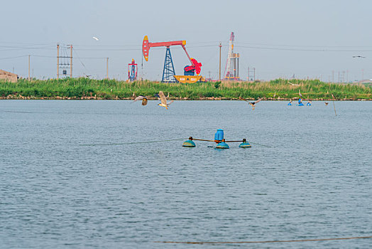 黄河口湿地风光