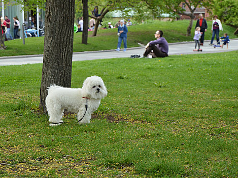 高兴,可爱,白色,绒毛状,狗,公园