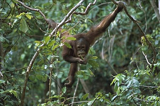 猩猩,黑猩猩,幼小,吃,叶子,沙巴,婆罗洲,马来西亚