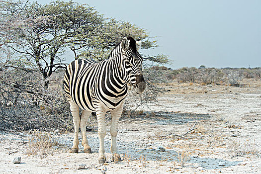 平原斑马,斑马,埃托沙国家公园,纳米比亚,非洲