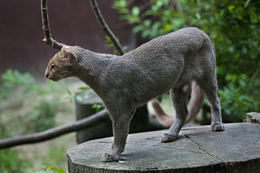 美洲山猫,野生动物