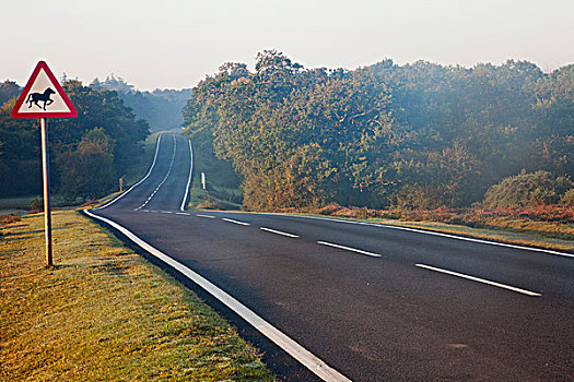 道路,通过,风景,新森林地区,汉普郡,英格兰