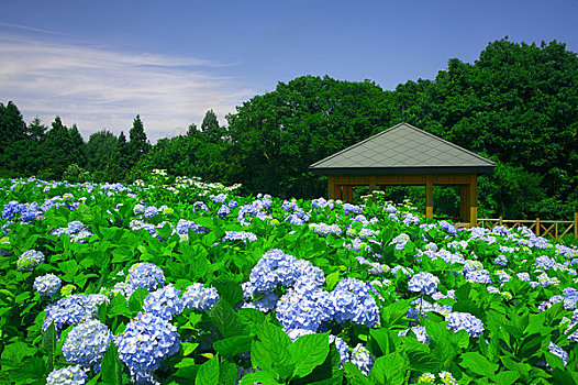 八仙花属,花园